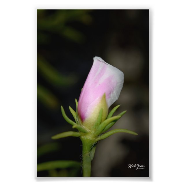 Foto Fotografía de Neil Jones - Nacimiento de un Rosa (Frente)