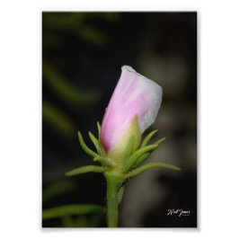 Foto Fotografía de Neil Jones - Nacimiento de un Rosa