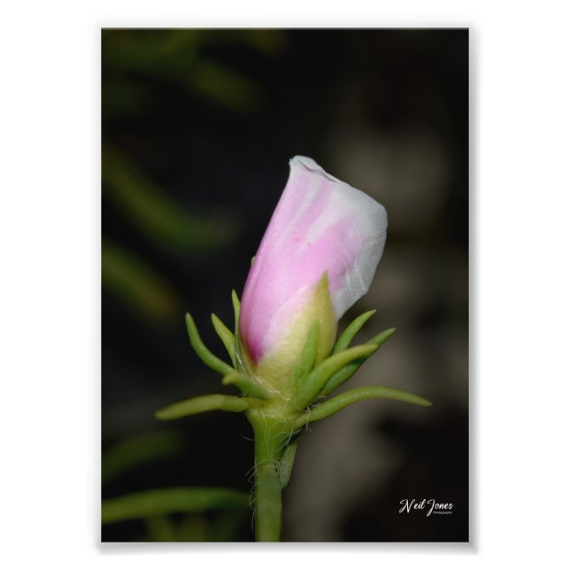 Foto Fotografía de Neil Jones - Nacimiento de un Rosa (Frente)