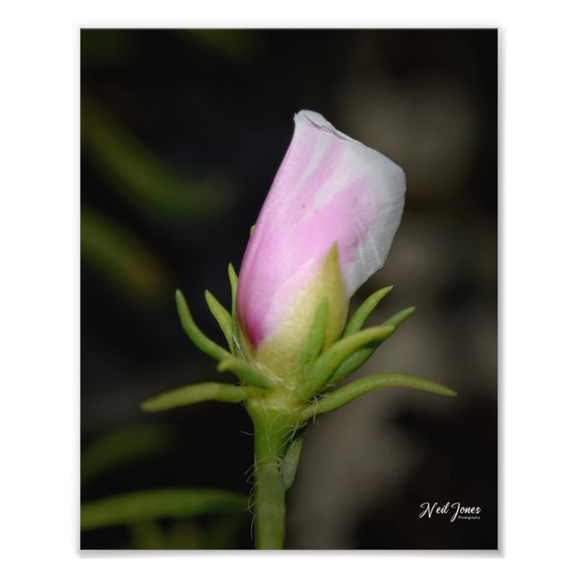 Foto Fotografía de Neil Jones - Nacimiento de un Rosa. (Frente)