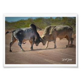 Foto Fotografía de Neil Jones - Rey de la carretera.