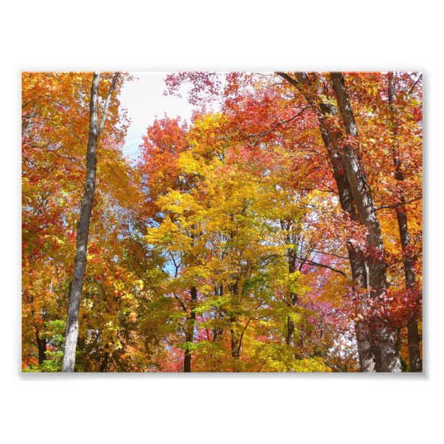 Foto Fotografía de otoño de árboles caídos naranjas y a (Frente)