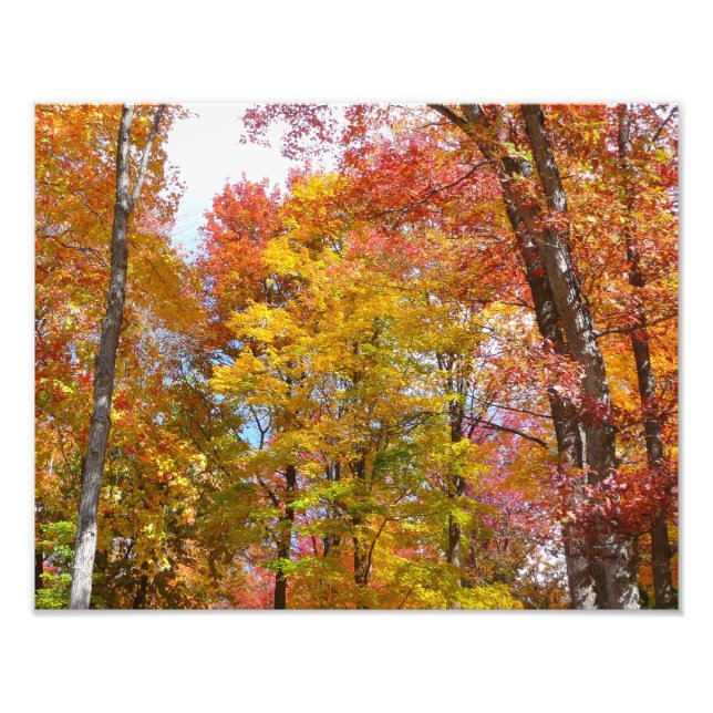 Foto Fotografía de otoño de árboles caídos naranjas y a (Frente)