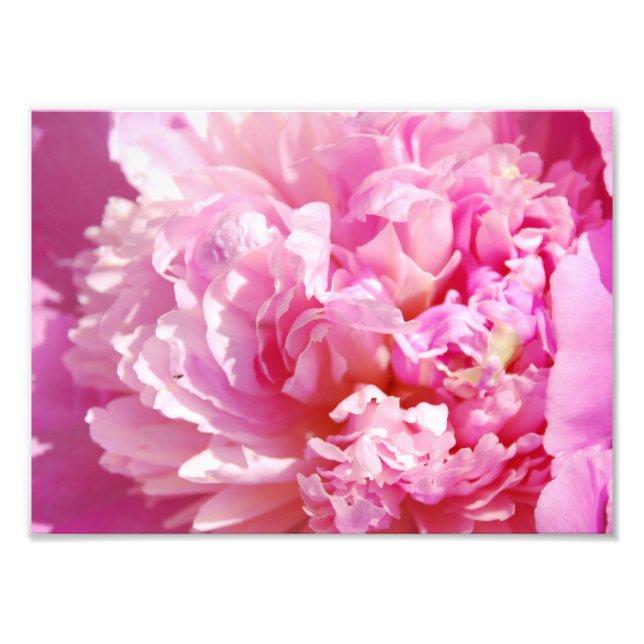 Foto Fotografía de Pink Peony (Frente)