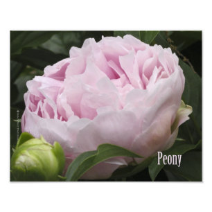 Foto Fotografía de Pink Peony