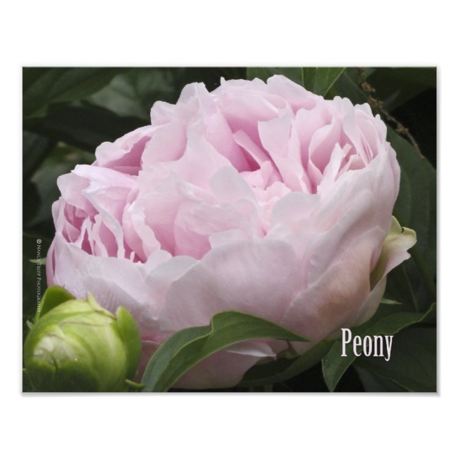 Foto Fotografía de Pink Peony (Frente)