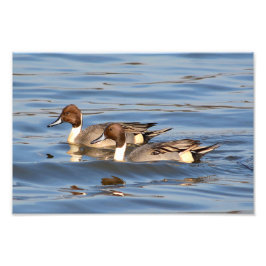 Foto Fotografía de Pintail Ducks