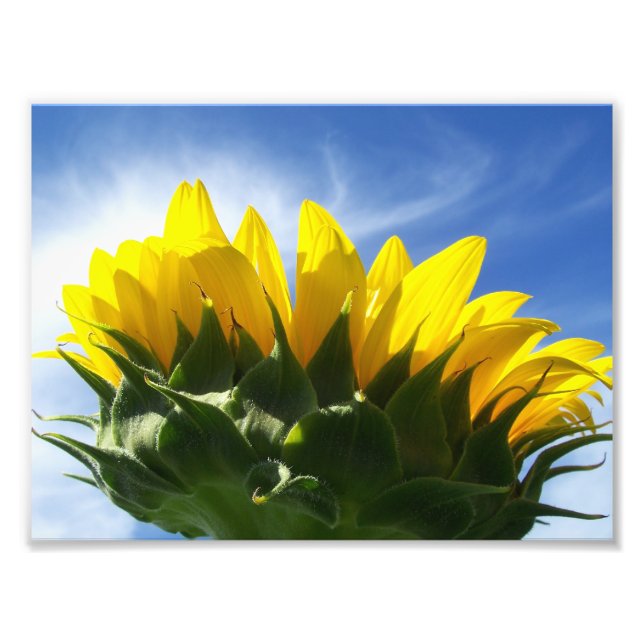 Foto Fotografía de Sunflower Day (Frente)