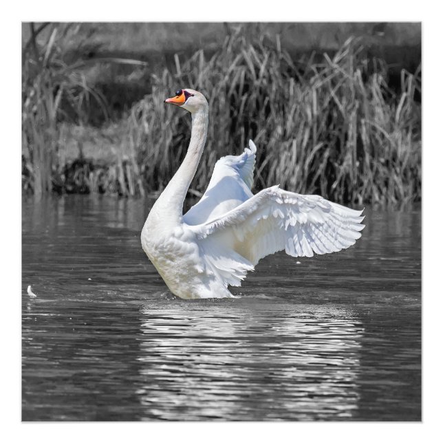 Foto Fotografía en blanco y negro de cisne (Frente)