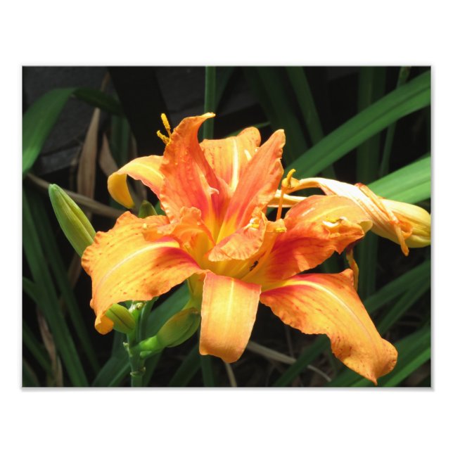 Foto Fotografía floral de flor en flor naranja (Frente)