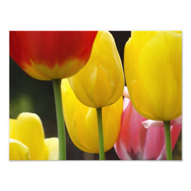 Foto Fotografía floral imprime la naturaleza de las flo (Frente)