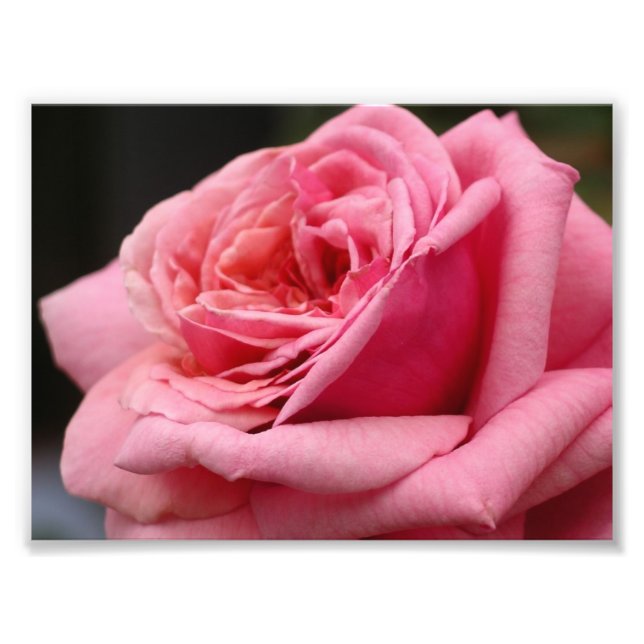 Foto Fotografía floral Rosa I Bonito (Frente)