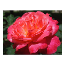 Fotografía Rosa Floral rosa rosa rojo grande