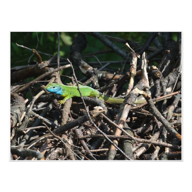 Foto Fotografías de Green Lizard (Frente)