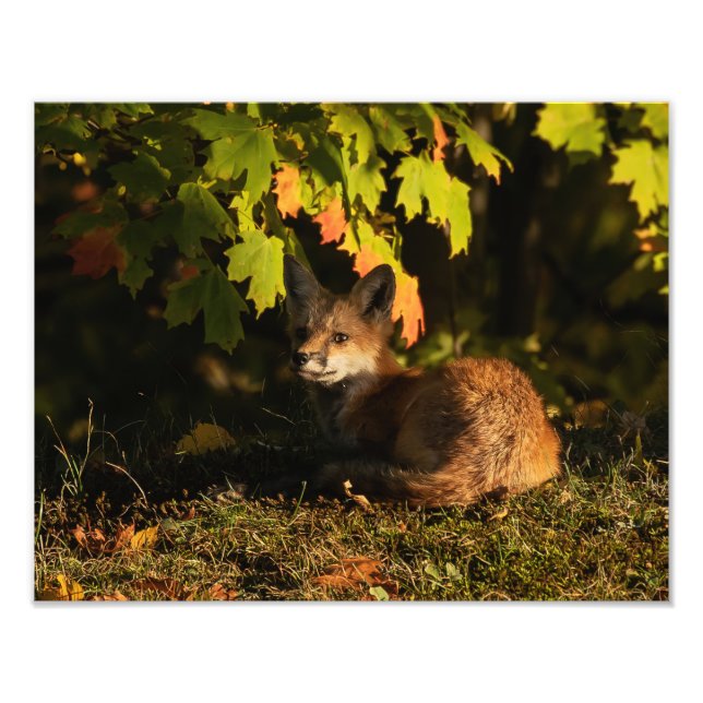 Foto Fotoimpresión de hojas y sombras de Fox (Frente)