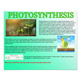 Foto Fotosíntesis