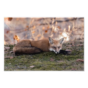 Foto Fox descansando en Moss