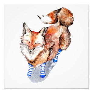 Foto Fox en calcetines