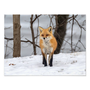 Foto Fox In Snow