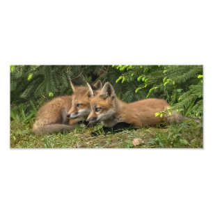 Foto Fox Kit Pals