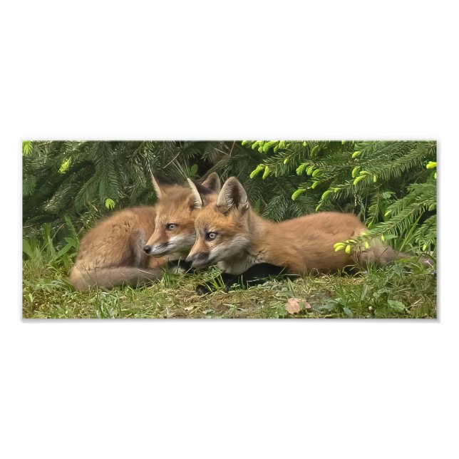 Foto Fox Kit Pals (Frente)