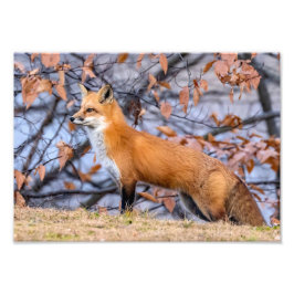 Foto Fox, Leaves Y La Ampliación De La Fotografía De La