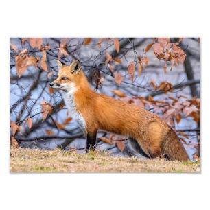 Foto Fox, Leaves Y La Ampliación De La Fotografía De La
