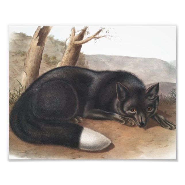 Foto Fox negra o plateada estadounidense (Vulpes fulvus (Frente)