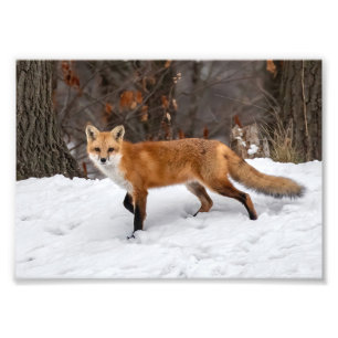 Foto Fox On Snow Photo Print
