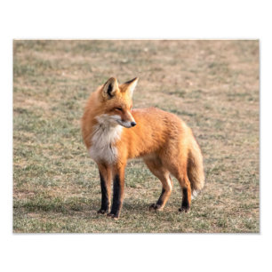 Foto Fox roja 14x11 en un campo