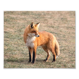 Foto Fox rojo 10x8 en un campo