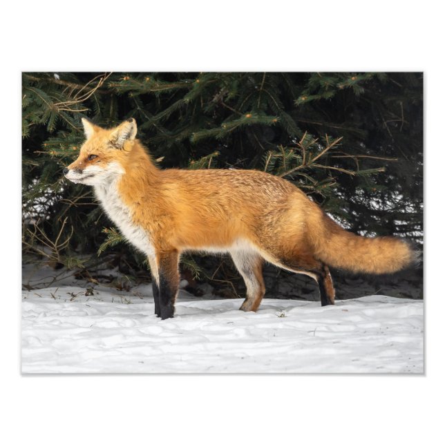 Foto Fox Y Nieve (Frente)