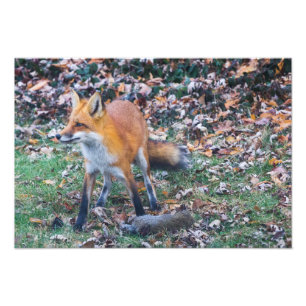 Foto Fox y su muerte