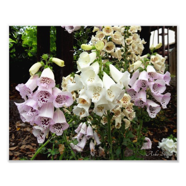 Foto Foxgantes (Frente)