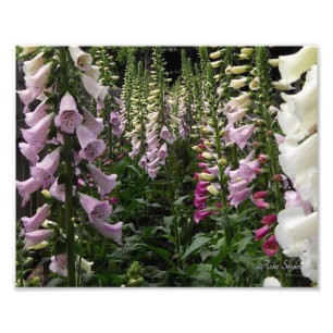 Foto Foxglove Garden