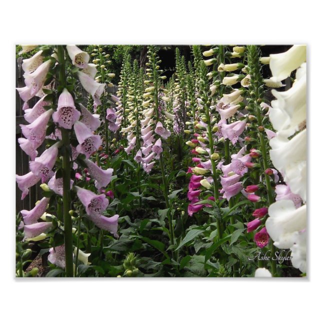 Foto Foxglove Garden (Frente)