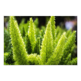 Foto Foxtail Fern