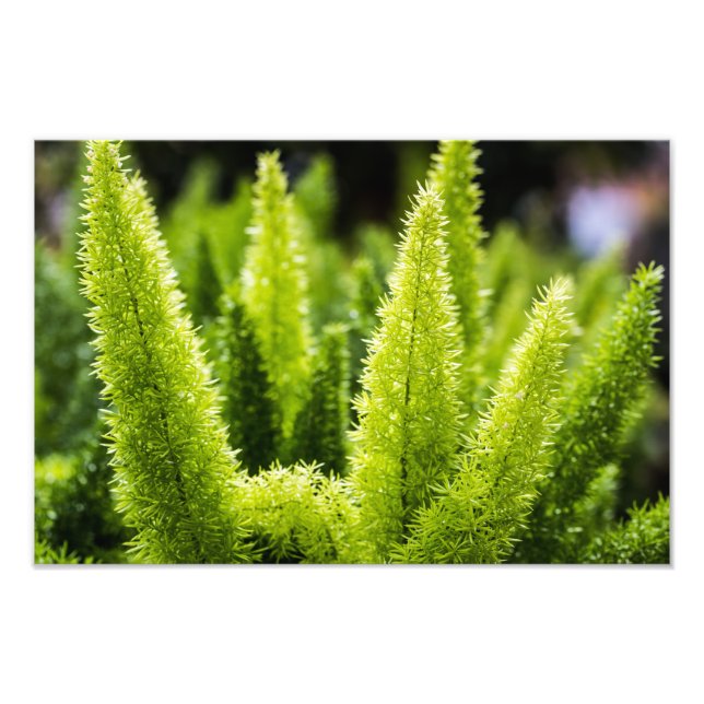 Foto Foxtail Fern (Frente)