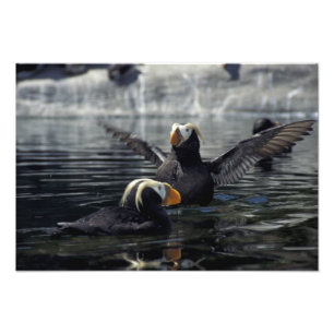 Foto frailecillos moñudos de Alaska