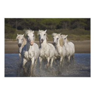 Foto Francia, Camargue. Caballos corren