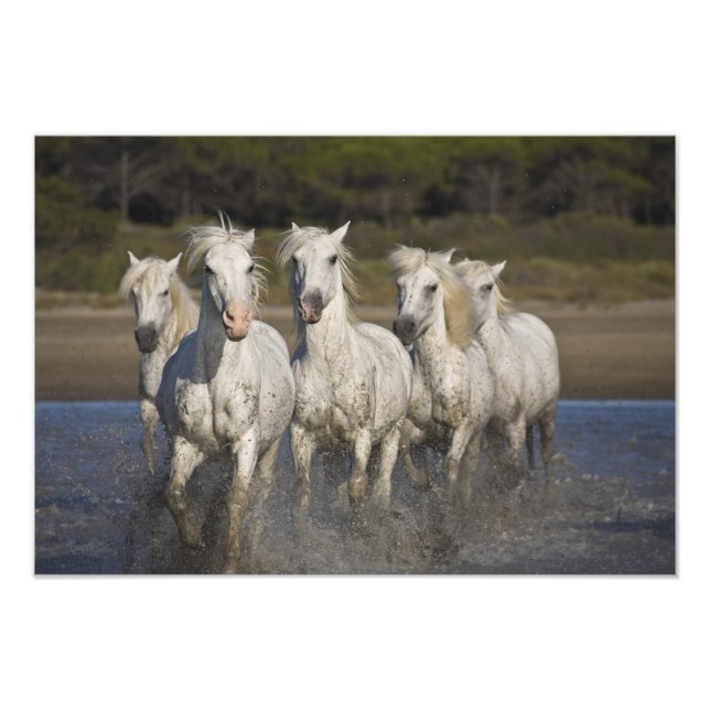 Foto Francia, Camargue. Caballos corren (Frente)