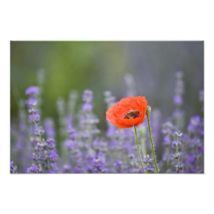 Foto Francia, Provenza. Amapola solitaria en campo de