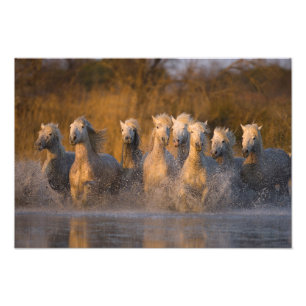 Foto Francia, Provenza. Caballos blancos de Camargue