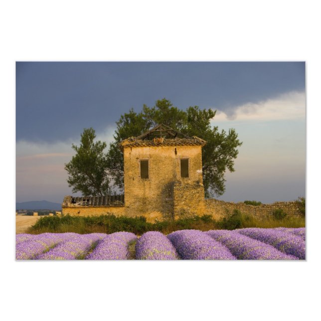 Foto Francia, Provenza. Campo de lavanda y (Frente)