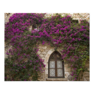 Foto Francia, Provenza, Eze. Rosa Brillante