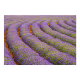 Foto Francia, región de Provenza. Filas curvas de