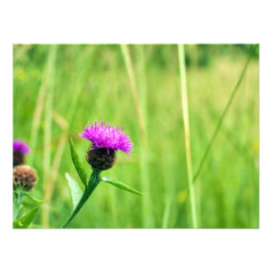 Foto Frecuentes Knapweed