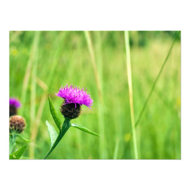 Foto Frecuentes Knapweed (Frente)