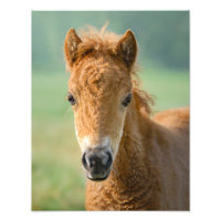 Frontal de la cabeza del caballo de los peones de 