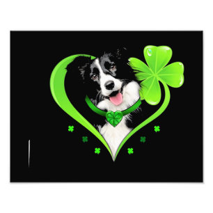 Foto Frontera Collie Shamrock Heart